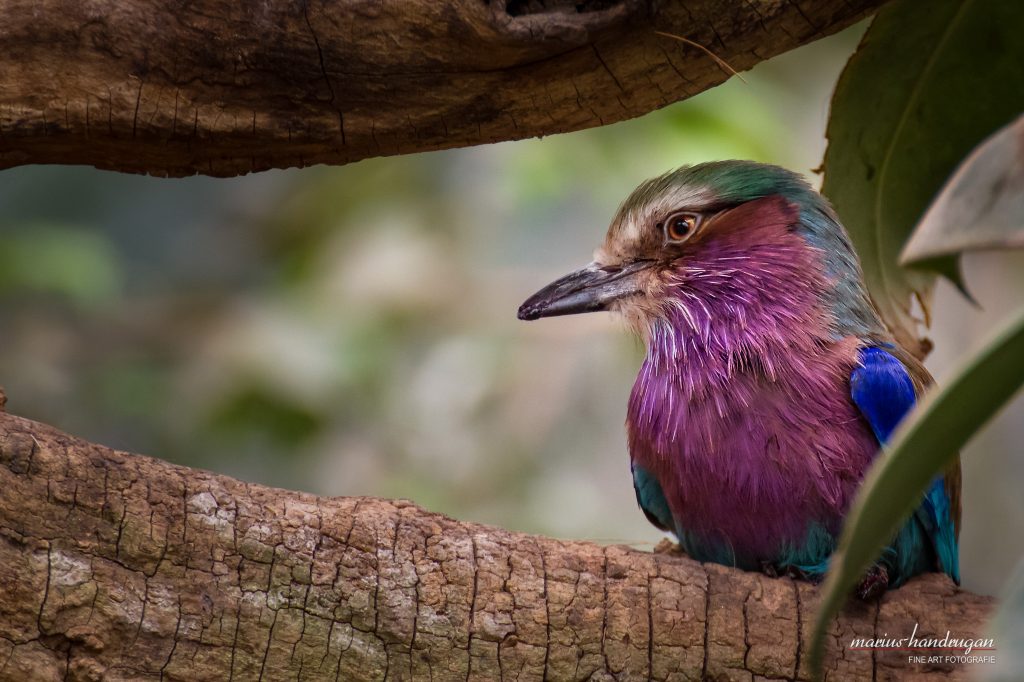Schöner Vogel